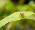 Beetle macro wallpaper